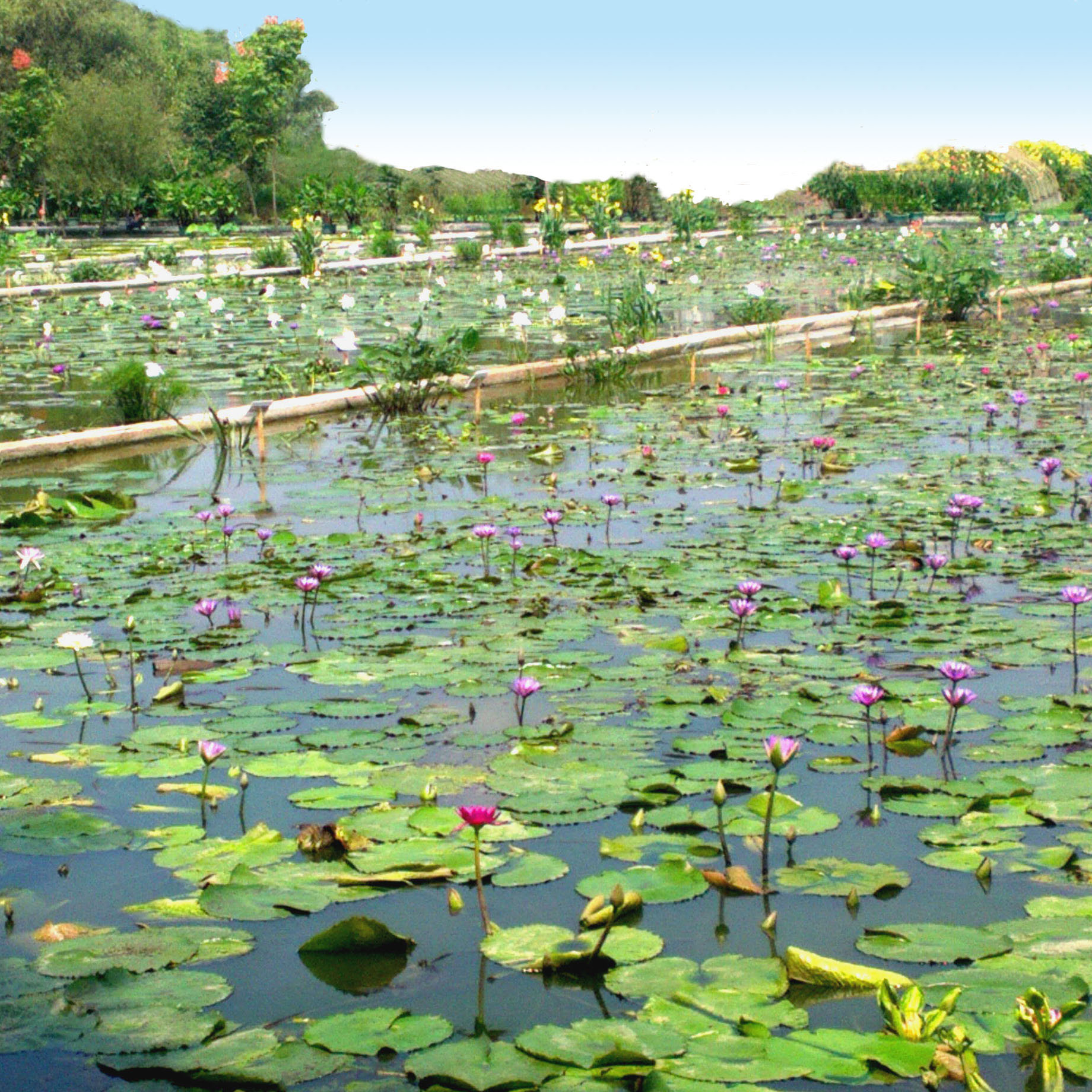 杭州天景水生植物園有限公司